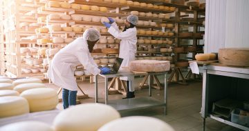 cheese-production-supply